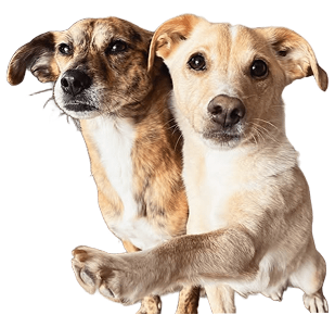 Cachorros