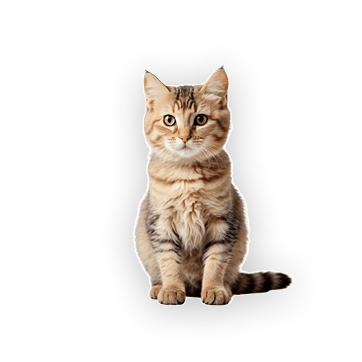 Gato