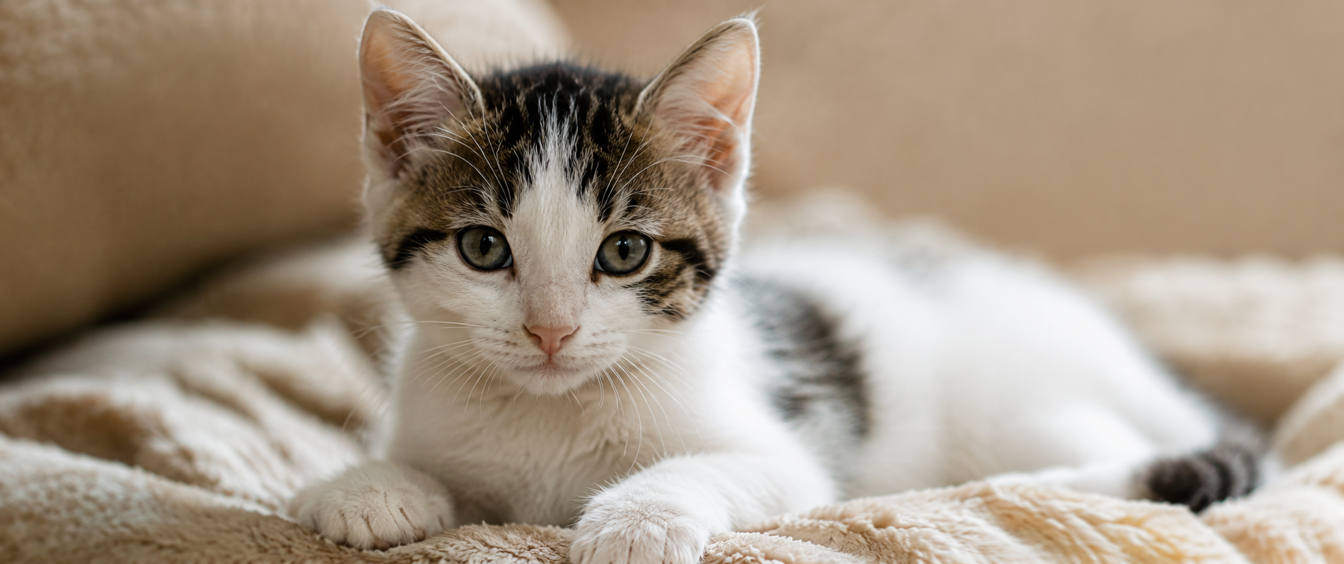 Gatinho